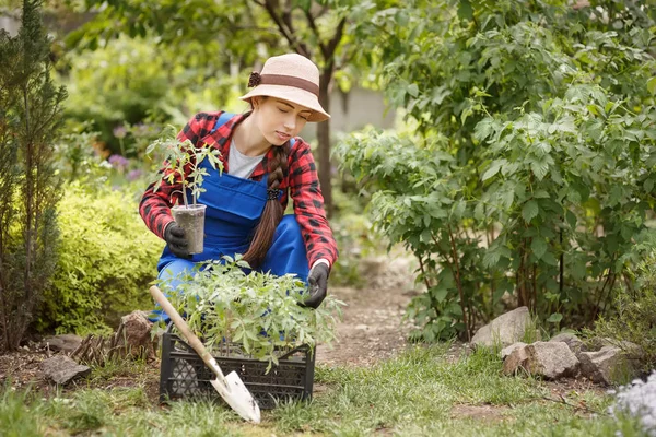 Giardiniere donna che tiene piantina di semenzaio di pomodoro — Foto Stock