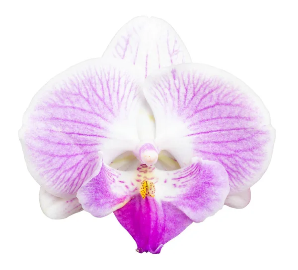 Kwiat fioletowy Orchidea na białym tle — Zdjęcie stockowe