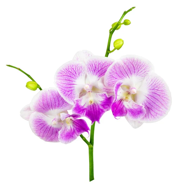 Fioletowa orchidea izolowana na białym — Zdjęcie stockowe
