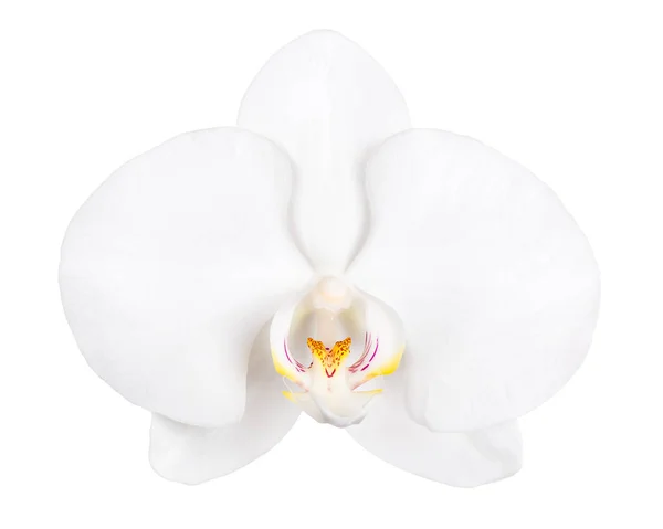 Kwiat na białym tle Orchidea — Zdjęcie stockowe