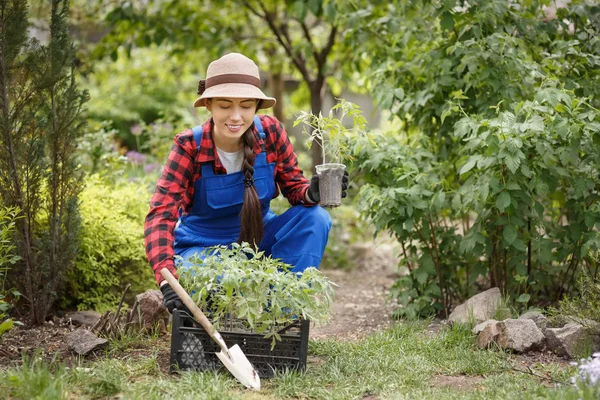 Mulher jardineiro que mantém a planta cultivada de sementes de tomate — Fotografia de Stock