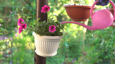 Sardunya tencerede açık havada sulama