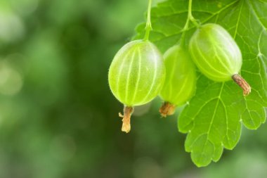 Çalının üzerinde olgun bektaşi üzümleri