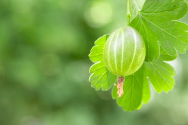 Bush bir olgun Bektaşi üzümü closeup