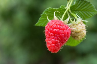 Çalılıklarda ahududular