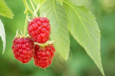 Çalılıklarda ahududular