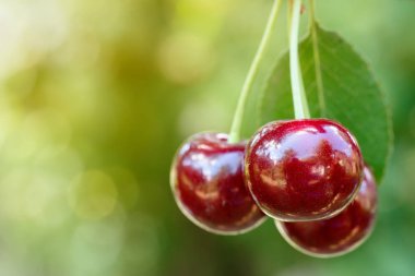 Olgun kirazlar ağaçta