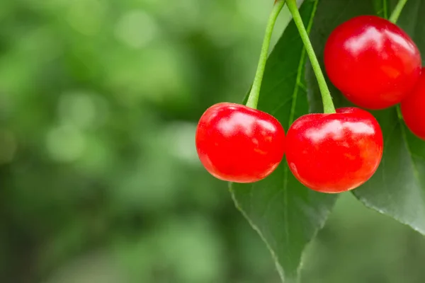 Ripe cherries on the tree — Stock Photo, Image