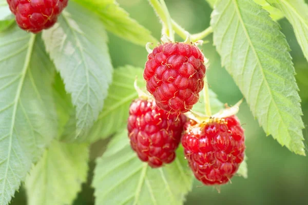 Çalılıklarda ahududular