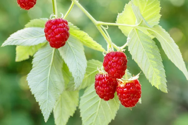 Himbeeren am Strauch — Stockfoto