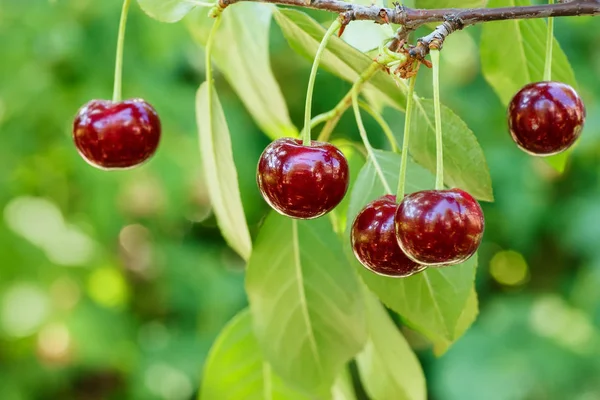 Olgun kirazlar ağaçta