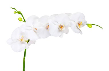 Orkide beyaz üzerine izole