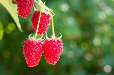 Çalılıklarda ahududular