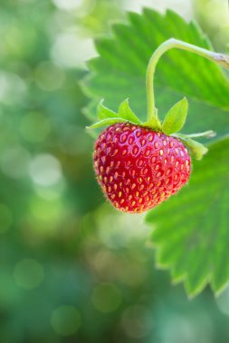 Çalının üzerinde olgun çilek