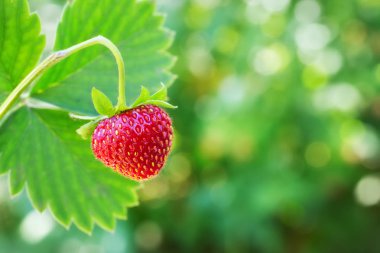Çalının üzerinde olgun çilek
