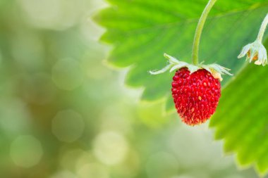 Woodland bush üzerinde çilek