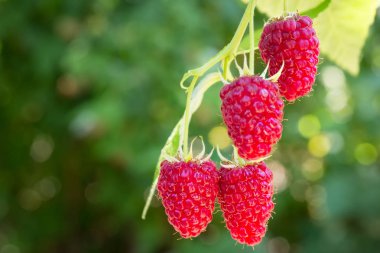 Çalılıklarda ahududular