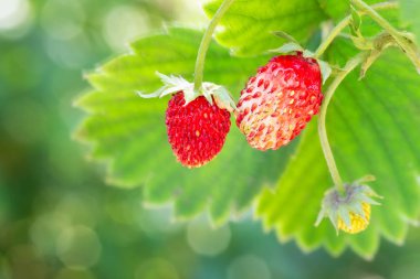 ormanlık çilekler Bush