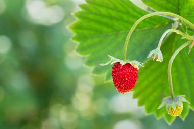 Woodland bush üzerinde çilek