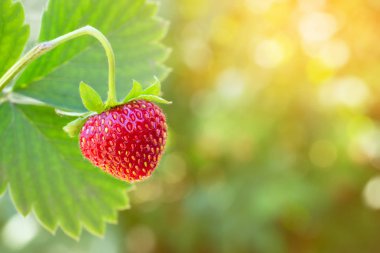 Çalının üzerinde olgun çilek