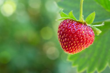 Çalının üzerinde olgun çilek