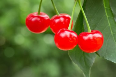 Olgun kirazlar ağaçta