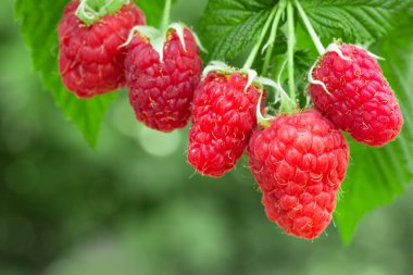 Çalılıklarda ahududular