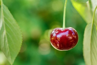 portre bir olgun kiraz ağacı