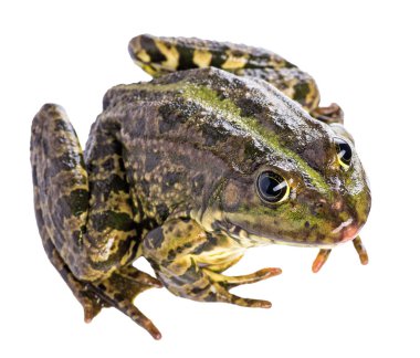 Kurbağa beyazda izole