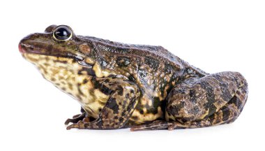 Kurbağa beyazda izole