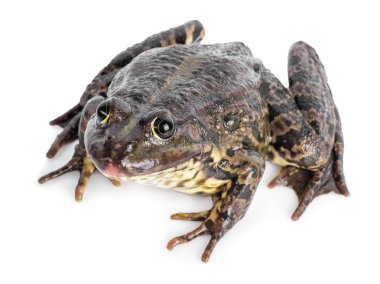 Kurbağa beyazda izole