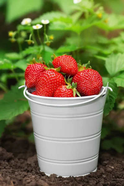 Rijpe aardbeien in kleine emmer — Stockfoto