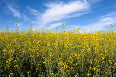 çiçek açan kolza alan