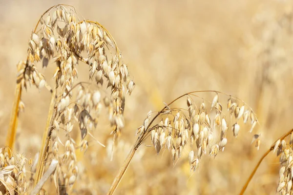 熟したオート麦の植物 — ストック写真
