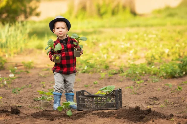 Kleine jongen planten zaailingen — Stockfoto