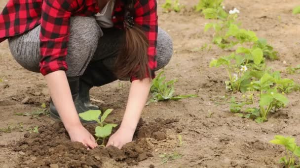 Mujer jardinero plantando plántulas en el jardín — Vídeo de stock