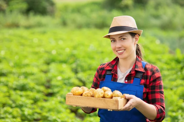 Жінка садівник з картоплею в ящику — стокове фото