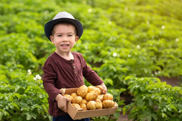 Маленький мальчик с картошкой в коробке — стоковое фото