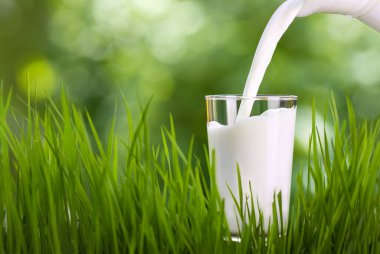 Süt bardağa dökülüyor.