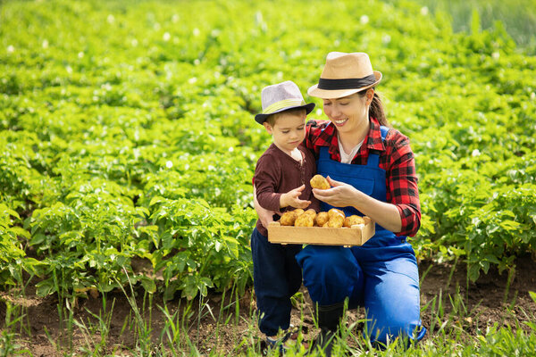 woman gardener with son harvesting potatoes
