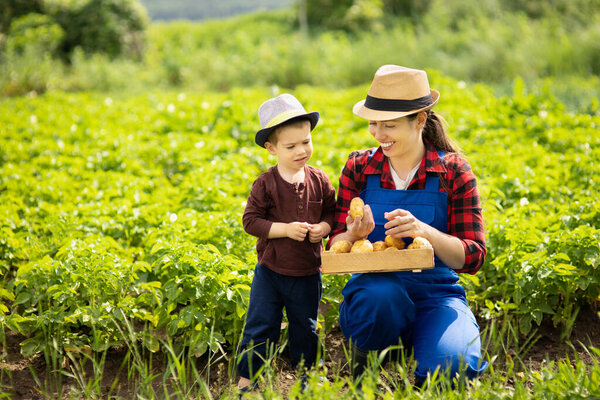 woman gardener with son harvesting potatoes