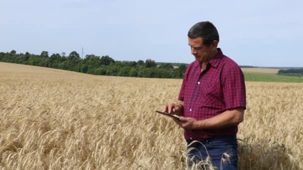 Farmář v pšeničném poli — Stock video