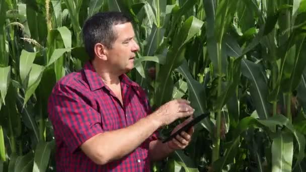 Agrónomo inspeccionar campo de maíz — Vídeos de Stock