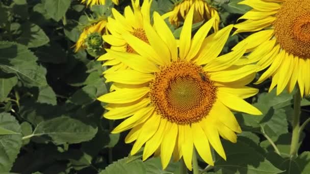 abeille sur tournesol