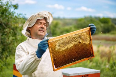 Arı kovanında arıcı