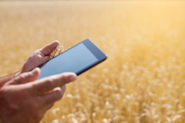 buğday tarlasında elektronik tablet