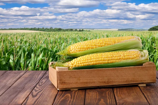 Corn cobs in box — Stock Photo, Image