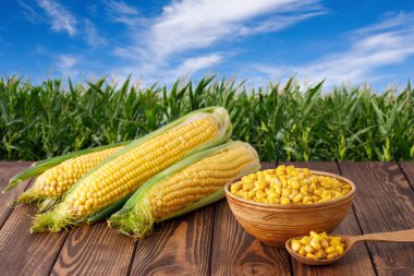 Mısır koçanları ve konserve tohumlar kilden kasede.