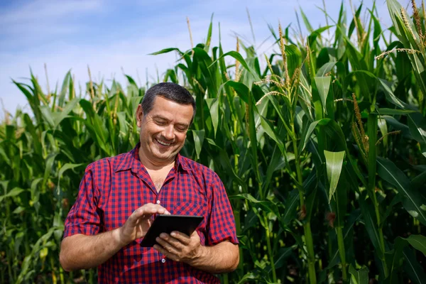 Farmer analyzing corn field — Stock Photo, Image