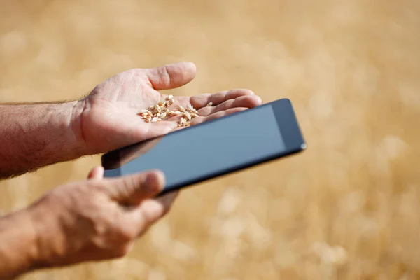 Электронный планшет на пшеничном поле — стоковое фото
